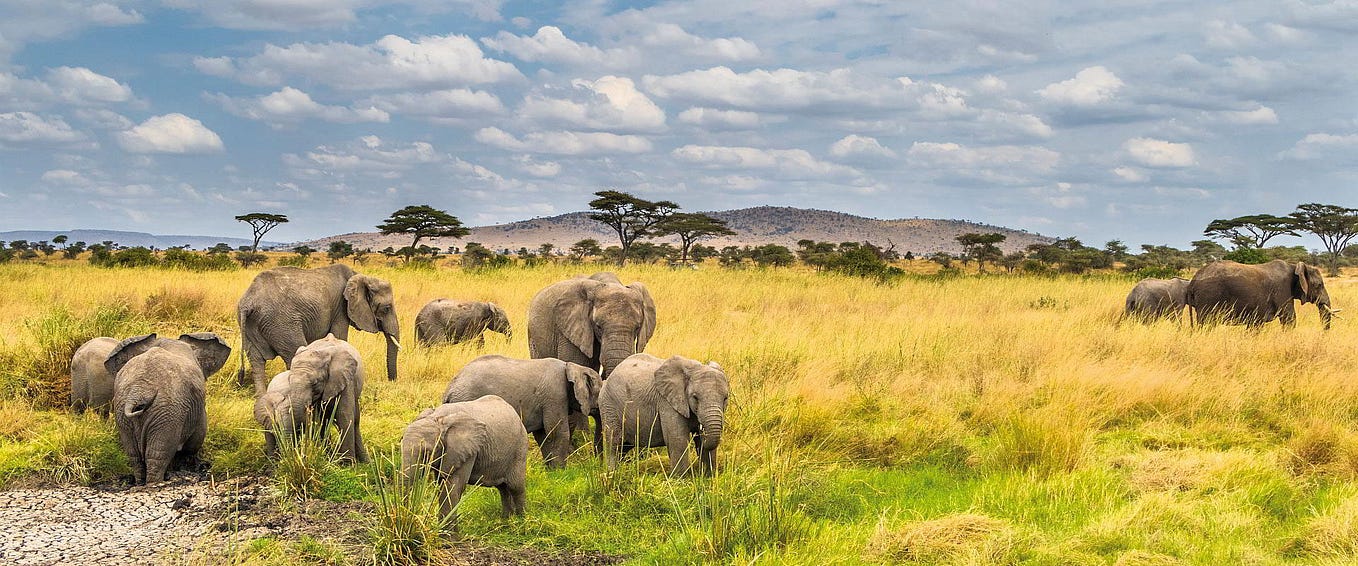 Elephants grazing on the Serengeti plains beneath a wide sky