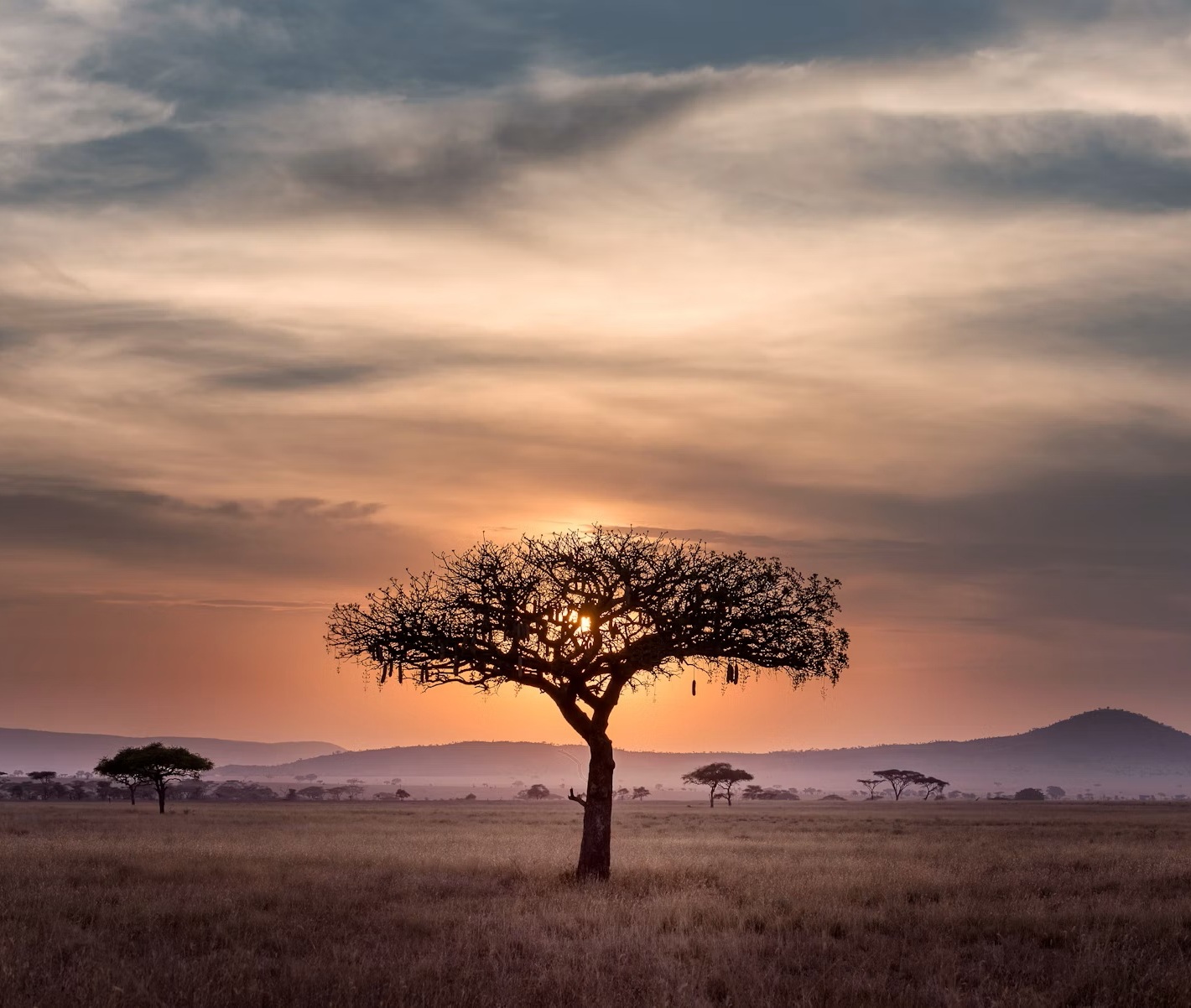 Safari landscape